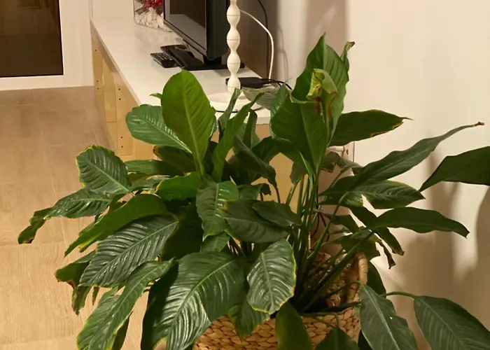 Casa Eneri Apartment Los Cristianos 